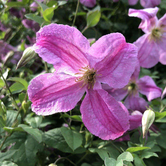 Close-up of a vibrant Pink Mink® Clematis flowering vine in bloom, from Proven Winners—surrounded by lush green leaves and other clematis flowers and buds in the background - Photo Property of Garden Crossings LLC.
