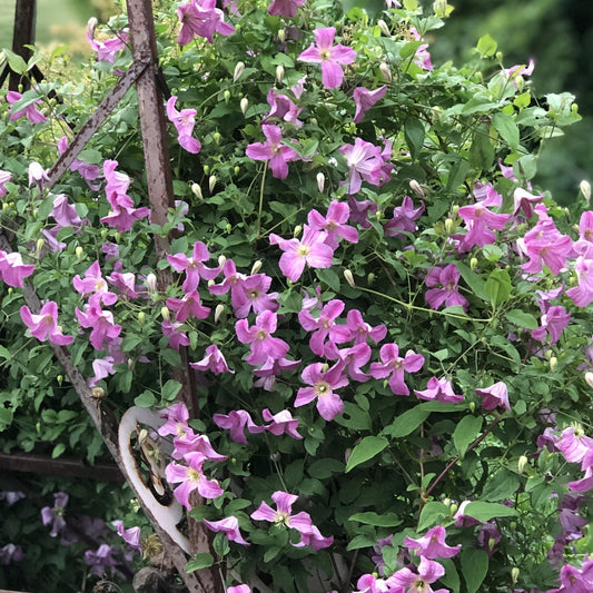 A lush cluster of Pink Mink® Clematis, a flowering vine, climbs a rustic metal trellis outdoors creating a vibrant garden scene - Photo Property of Garden Crossings LLC.