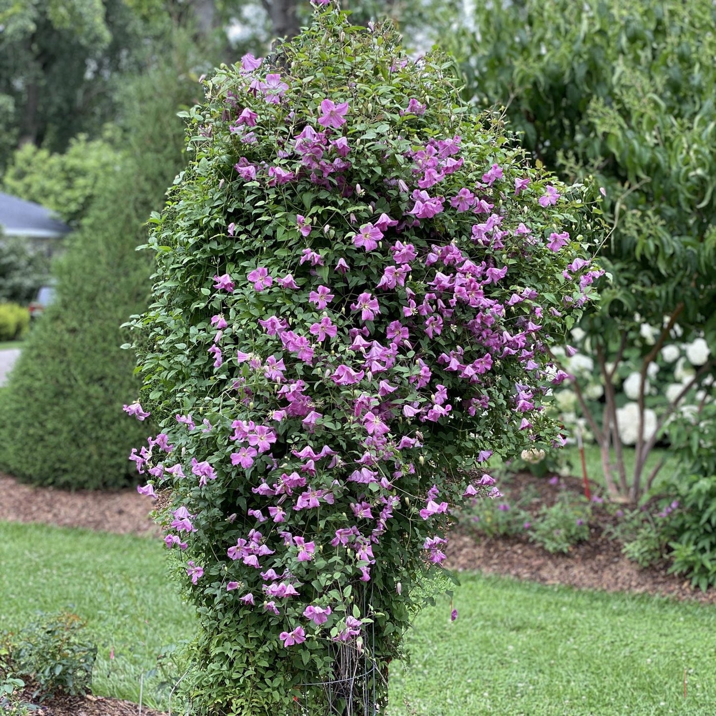 A tall trellis supports the Pink Mink® Clematis, its dense green leaves and abundant purple blooms standing out on a grassy lawn, with lush greenery and trees in the background - Photo Property of Garden Crossings LLC.