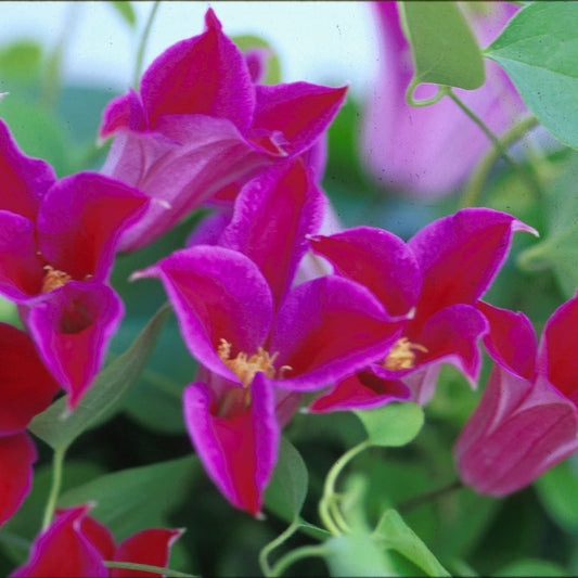 Texensis Princess Diana' Clematis - Photo Courtesy of Donahue's Clematis
