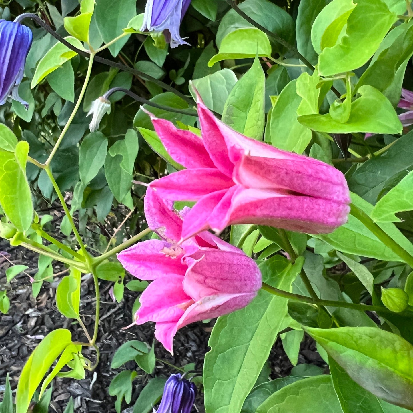 Two pink, star-shaped flowers of 'Texensis Princess Diana' Clematis among green leaves, with several purple, tulip-shaped blooms on this compact flowering vine and wood-chip ground in the background - Photo Property of Garden Crossings LLC.