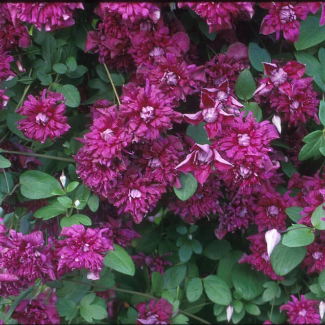 Clusters of deep pink, double blooms of 'Viticella Purpurea Plena Elegans' Clematis with green leaves - Photo Courtesy of Donahue's Clematis