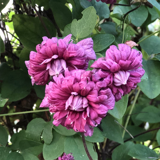 Three vibrant, double-layered purple flowers bloom among green leaves on this disease-resistant 'Viticella Purpurea Plena Elegans' Clematis, their many petals glowing in natural light - Photo Property of Garden Crossings LLC.