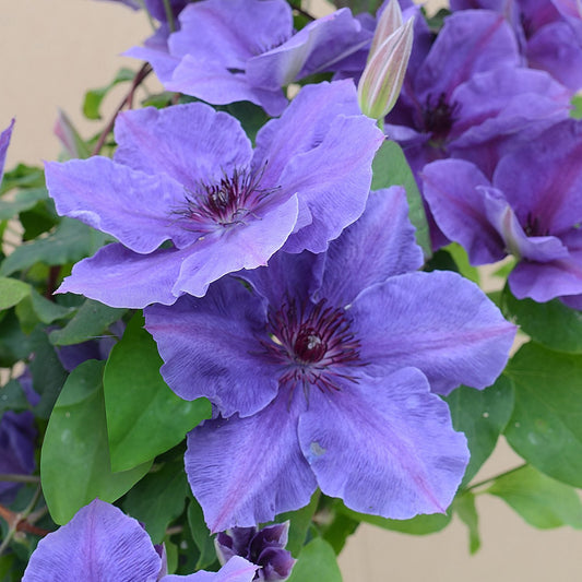 Close-up of vibrant Boulevard® Ravel™ Clematis with delicate purple-blue blooms, dark centers, lush green leaves, and a single closed bud - Photo Courtesy of Ball Horticulture, Inc.