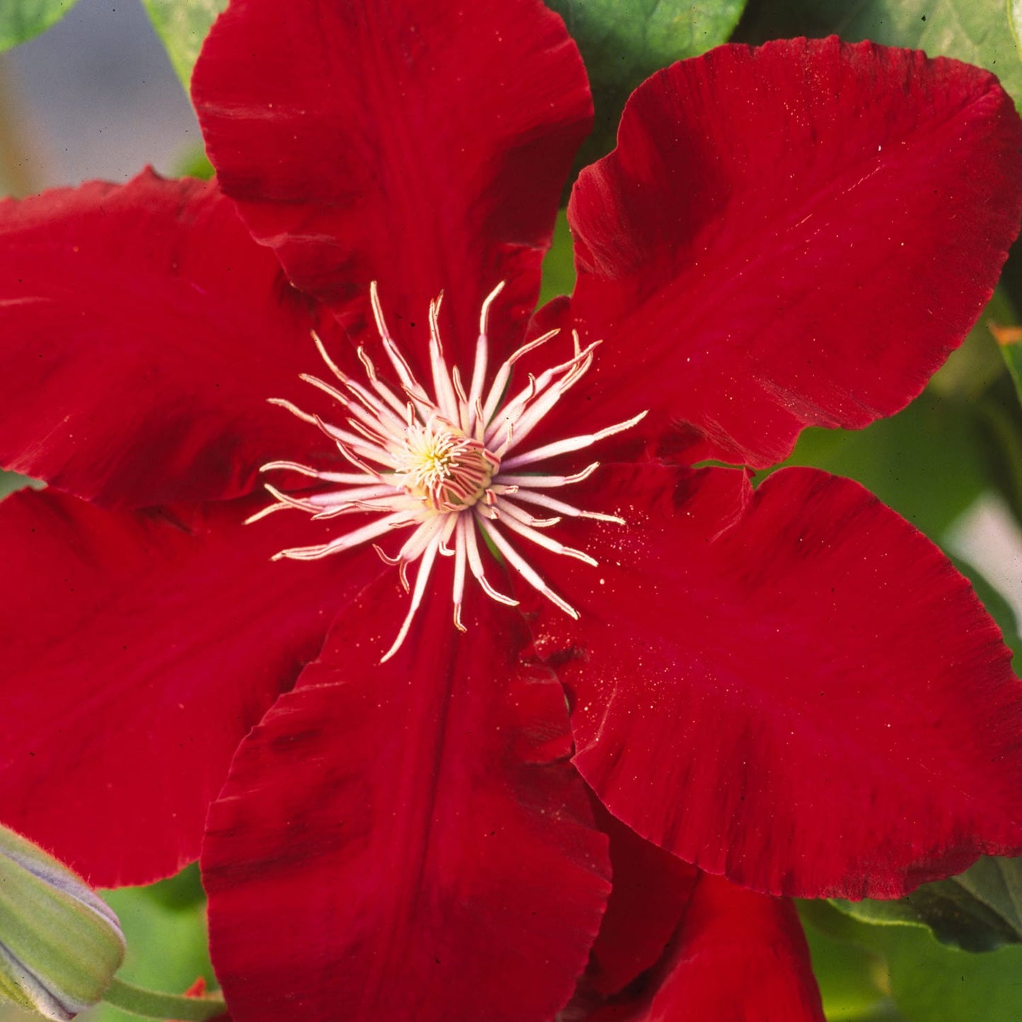 Close-up of a Boulevard® Rebecca™ Clematis bloom, featuring six scarlet-red, deer-resistant petals and a cluster of white and yellow stamens at the center, set against lush green foliage - Photo Courtesy of Donahue's Clematis
