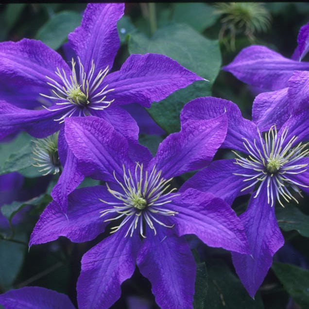 Close-up of 'Rhapsody' Clematis, a blue flowering vine with pointed purple petals and yellow centers among green leaves - Photo Courtesy of Donahue's Clematis