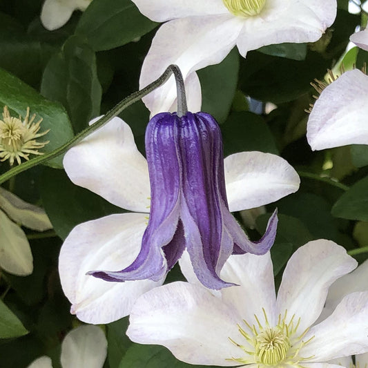 A single purple, bell-shaped 'Roguchi' Clematis flower hangs downward before several white clematis blooms with yellow centers amid green leaves, highlighting the long-blooming charm of 'Roguchi' Clematis - Photo Property of Garden Crossings LLC.