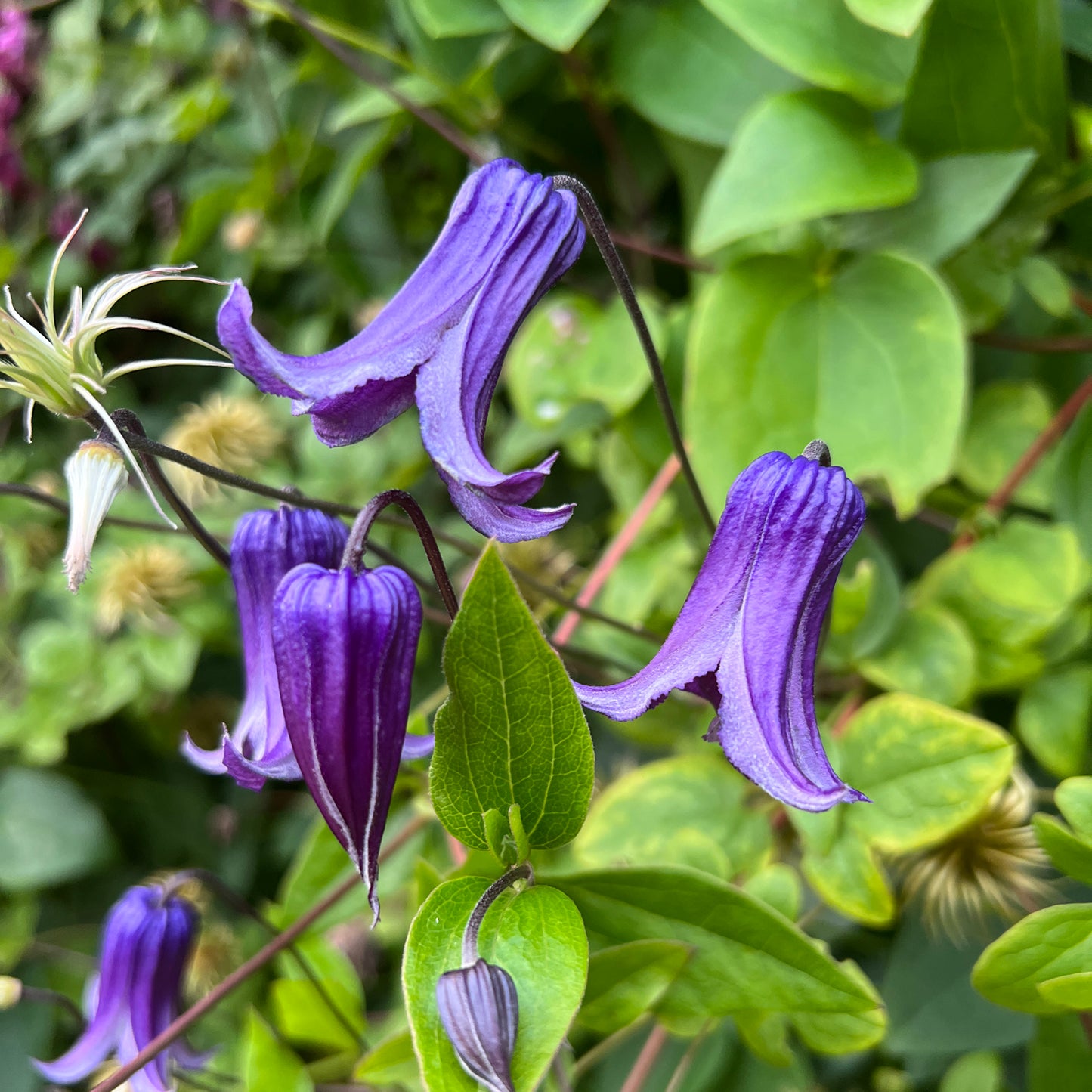 Roguchi' Clematis - Photo Property of Garden Crossings LLC