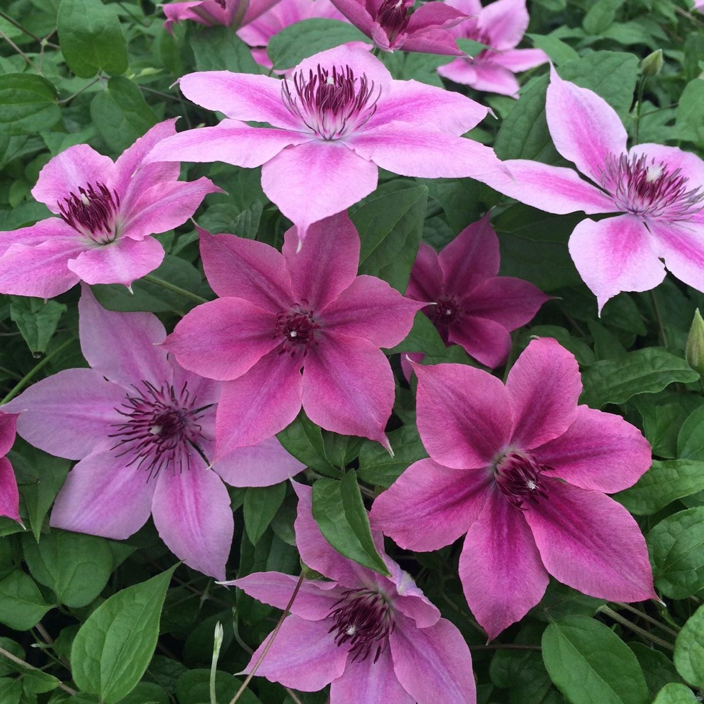 Clusters of Rosalie™ Clematis flowers in shades of pink and purple with dark centers and lush green leaves make a striking addition to any vertical garden - Photo Courtesy of Donahue's Clematis