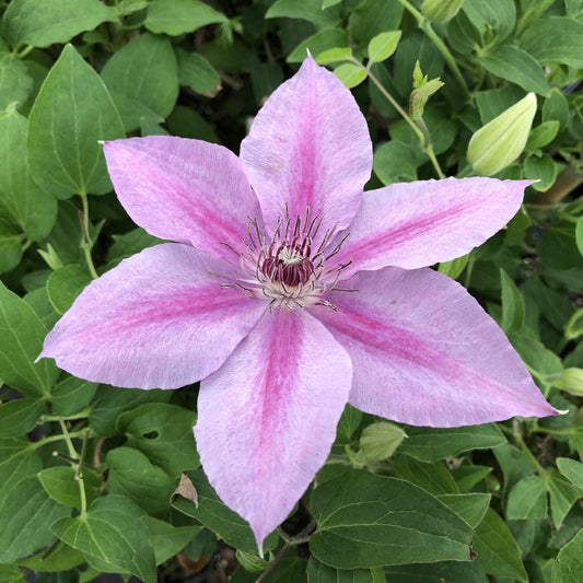A close-up of Rosalie™ Clematis, a flowering vine with six pointed light purple petals and a dark center, set among green leaves and unopened buds - Photo Property of Garden Crossings LLC.