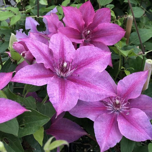 Rosalie™ Clematis showcases large, vibrant pink-purple blooms with pointed petals and dark centers, creating a striking display against green leaves in any vertical garden - Photo Property of Garden Crossings LLC.