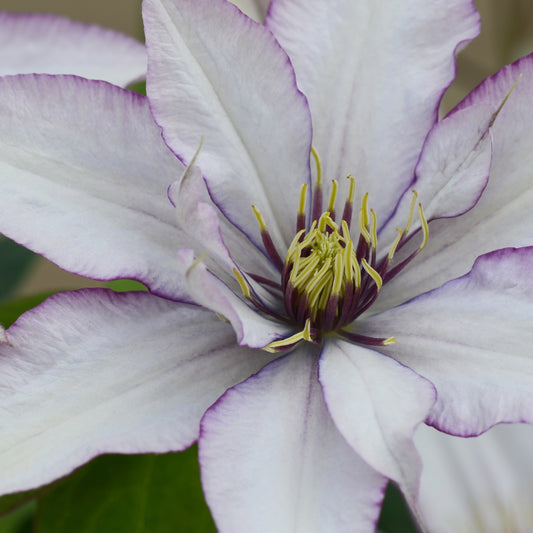 Boulevard® Samaritan Jo™ Clematis - Photo Courtesy of Donahue's Clematis