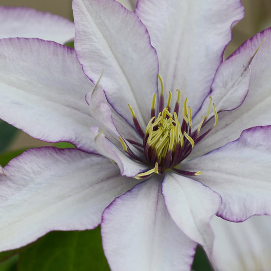 Close-up of a large, pale lavender Boulevard® Samaritan Jo™ Clematis bloom with pointed purple-edged petals and yellow-tipped filaments at the center, set against blurred green leaves in the background - Photo Courtesy of Donahue's Clematis