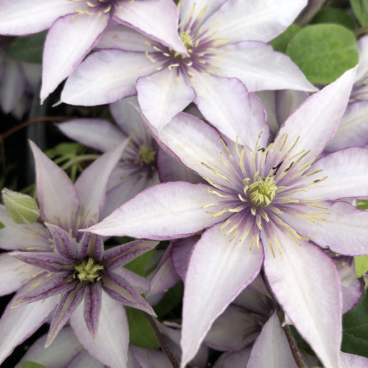 Close-up of pale purple Boulevard® Samaritan Jo™ Clematis flowers with pointed petals and yellow stamens, surrounded by green leaves - Photo Courtesy of Donahue's Clematis