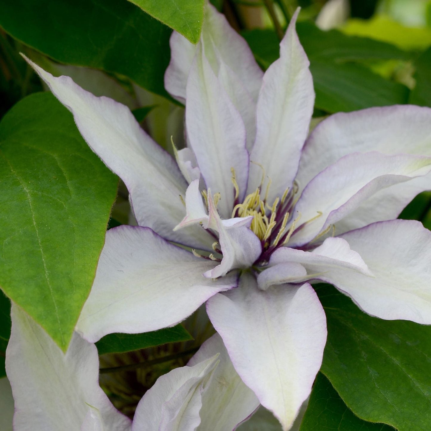 A close-up of the pale purple Boulevard® Samaritan Jo™ Clematis flower with pointed petals and yellow stamens, surrounded by green leaves - Photo Courtesy of Donahue's Clematis
