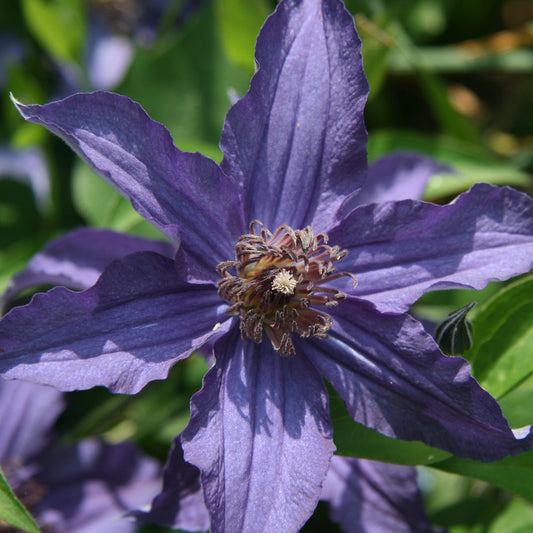 Close-up of a vibrant Sapphire Indigo™ Clematis flower with pointed purple petals and detailed stamens, set among green leaves and blurred foliage - Photo Courtesy of Donahue's Clematis