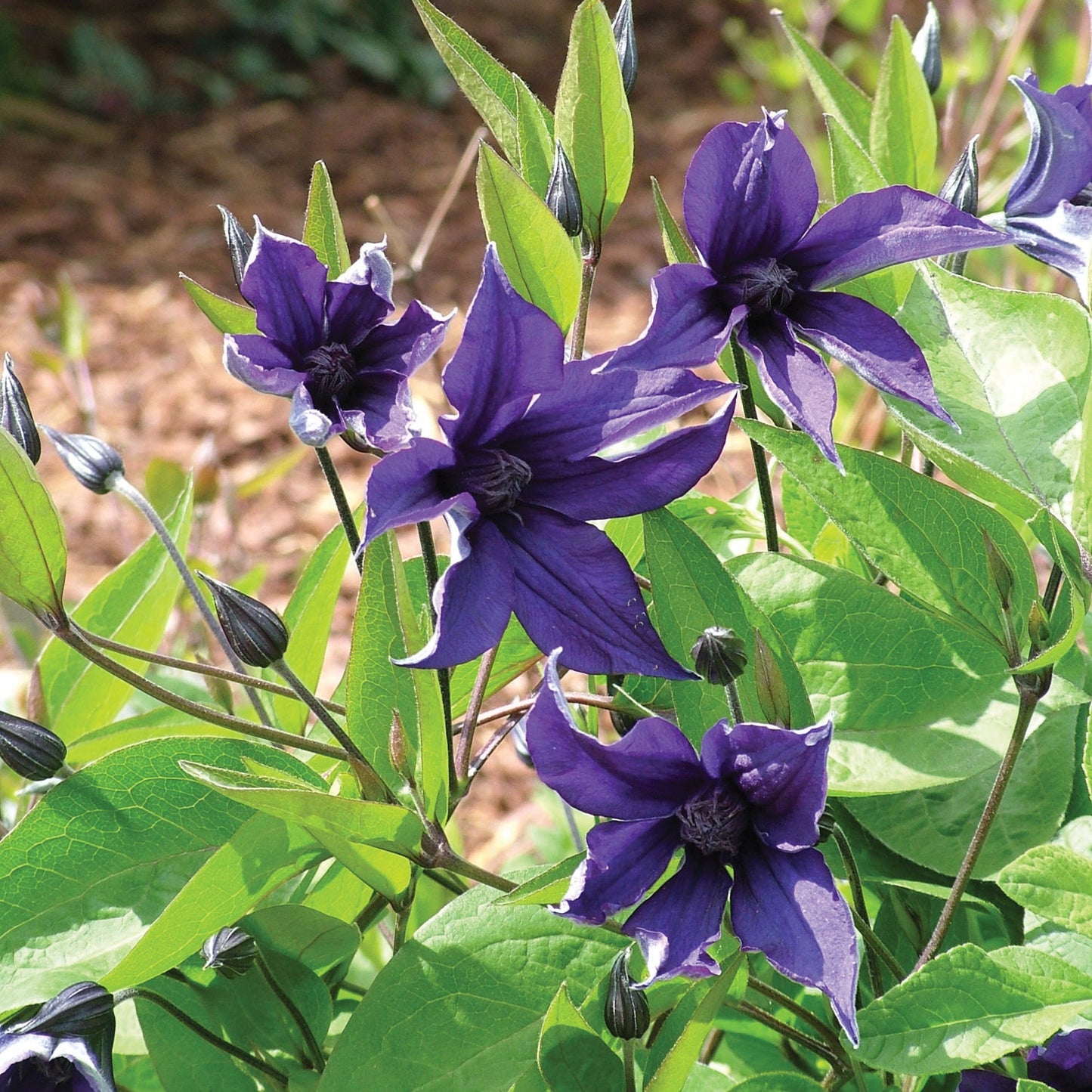 Several deep purple, star-shaped Sapphire Indigo™ Clematis flowers with pointed petals and green leaves bloom on a compact vine outdoors, set against a softly blurred brown and green background - Photo Courtesy of Donahue's Clematis