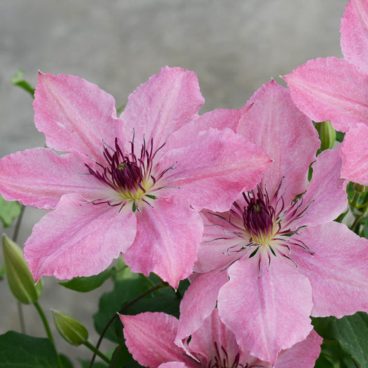 Two large pink Boulevard® 'Sarah Elizabeth™' Clematis flowers with dark purple centers and pointed petals bloom among green leaves and buds, highlighting the shade-tolerant beauty of this variety against a blurred gray background - Photo Courtesy of Donahue's Clematis