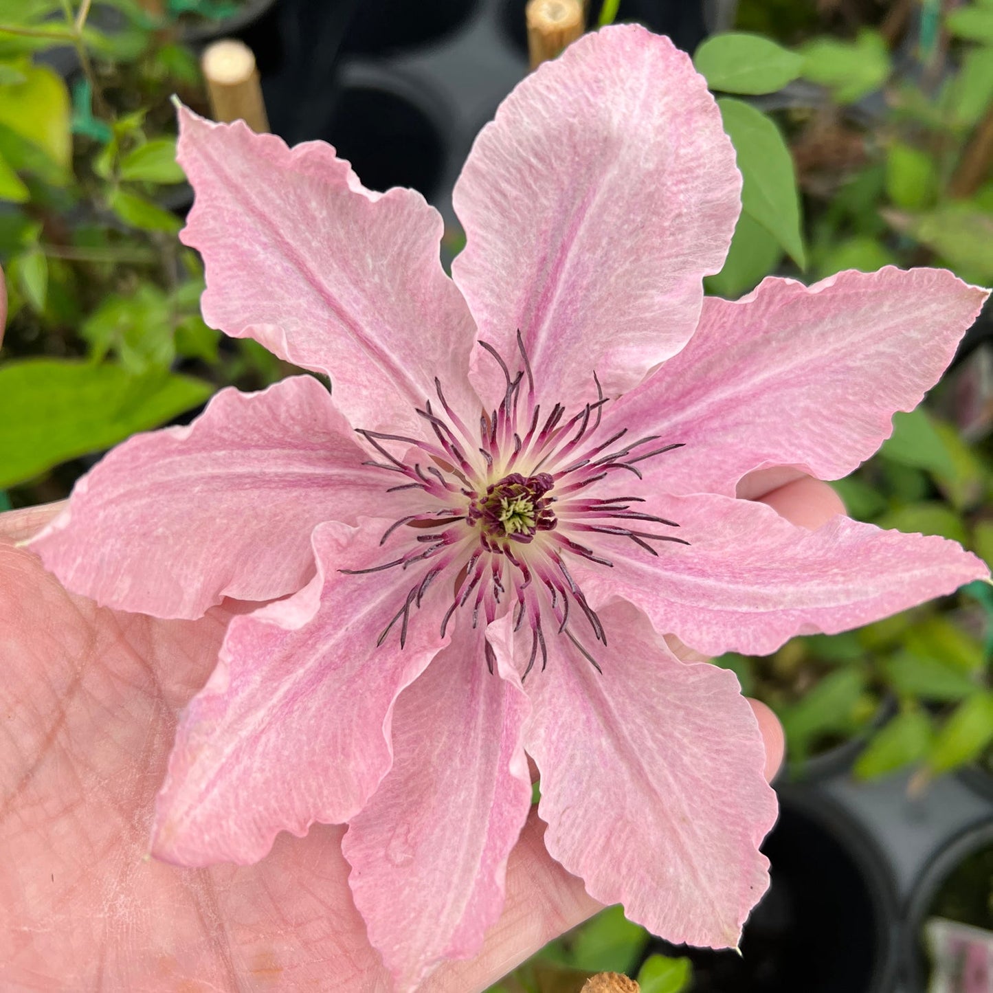 A hand holds a large, pale pink Boulevard® 'Sarah Elizabeth™' Clematis with six pointed petals and purple-tipped stamens, set against green leaves and black pots - Photo Property of Garden Crossings LLC.