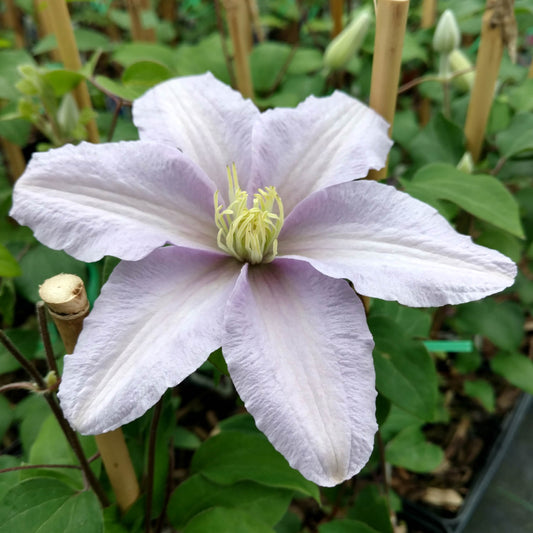 A close-up of 'Silver Moon' Clematis, a shade-loving variety with large silvery-mauve flowers featuring six broad petals and yellow stamens, set among green leaves and bamboo stakes in the background - Photo Property of Garden Crossings LLC.