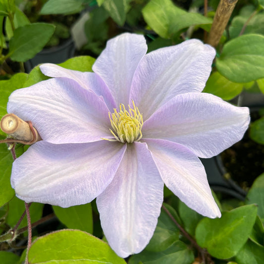 A close-up of 'Silver Moon' Clematis in bloom shows six large silvery-mauve petals and yellow stamens at the center, all set against lush green leaves - Photo Property of Garden Crossings LLC.