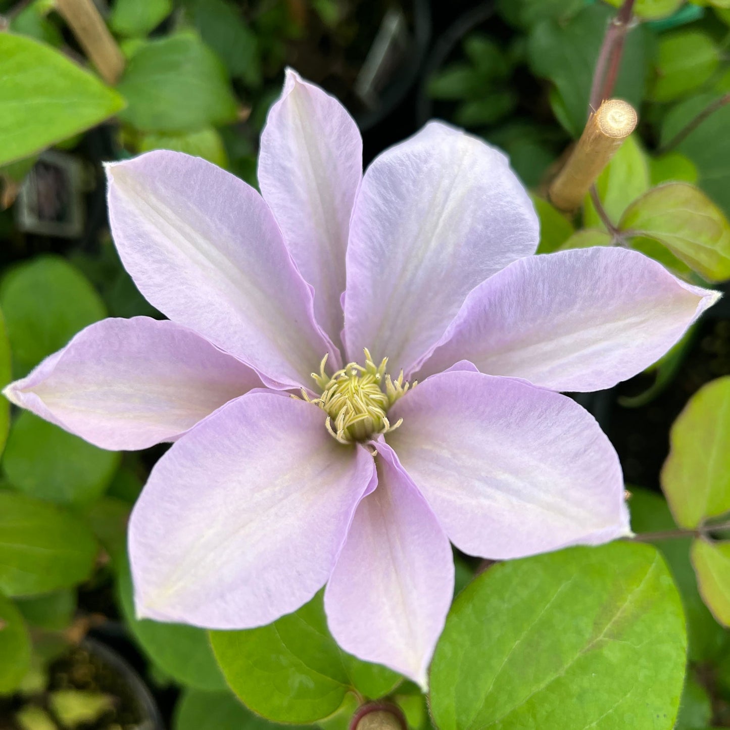 A close-up of 'Silver Moon' Clematis, a shade-loving vine with large silvery-mauve eight-petaled blooms and yellow centers, shown among green leaves in a garden - Photo Property of Garden Crossings LLC.