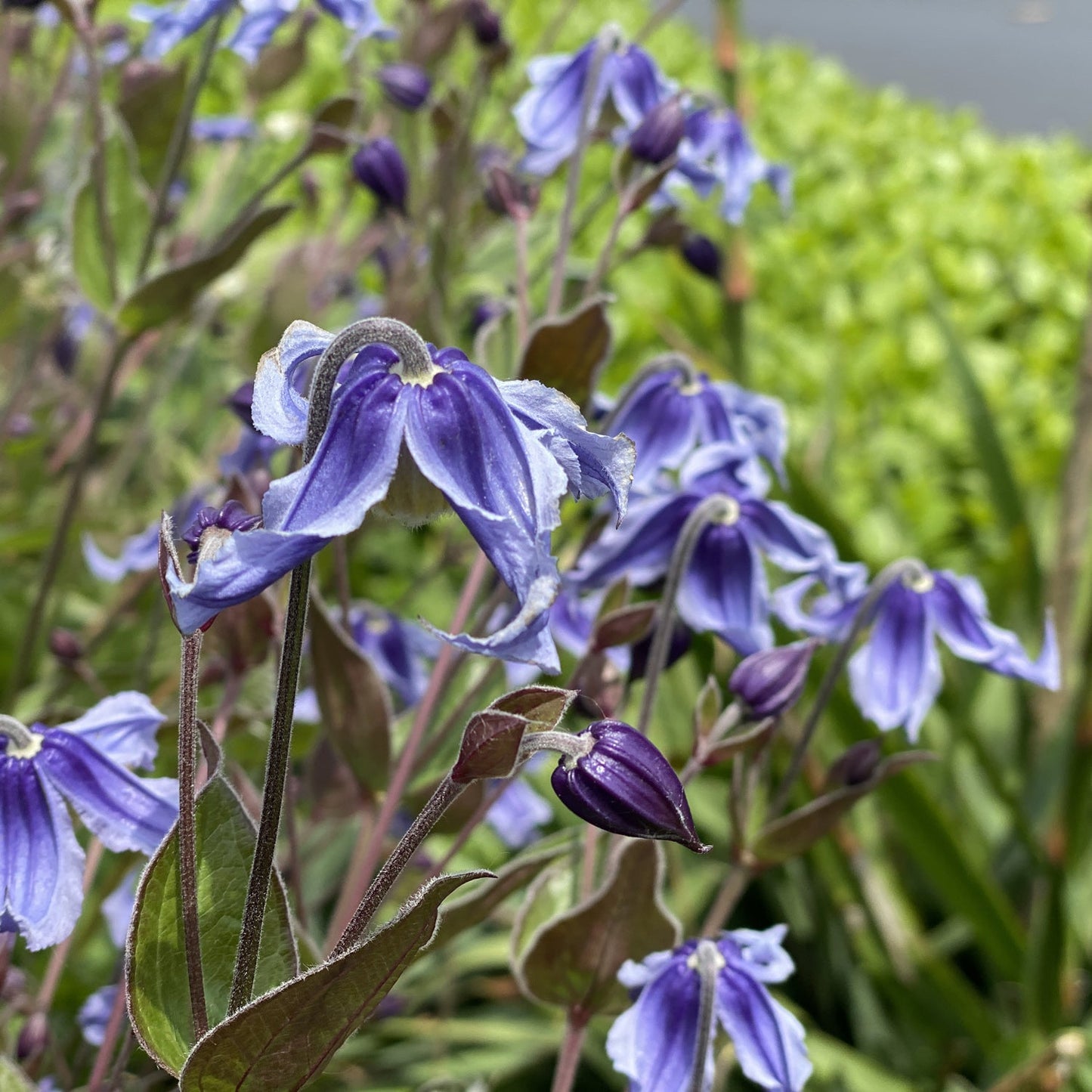Close-up of purple 'Stand By Me' Bush Clematis flowers and buds in bloom, a compact, non-clinging vine with green leaves and blurred background greenery - Photo Property of Garden Crossings LLC.