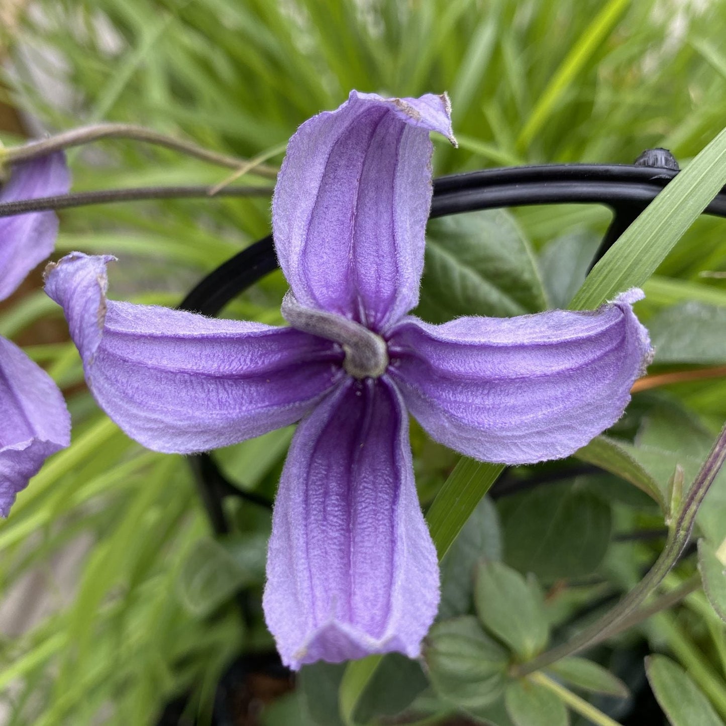 A close-up of a ‘Stand By Me Lavender’ Bush Clematis flower with four petals, set against green leaves and grass - Photo Property of Garden Crossings LLC.