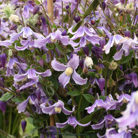 A dense cluster of light purple 'Stand By Me Lavender' Bush Clematis flowers with yellow centers, surrounded by green leaves and unopened buds - Photo Courtesy of Proven Winners, Inc.