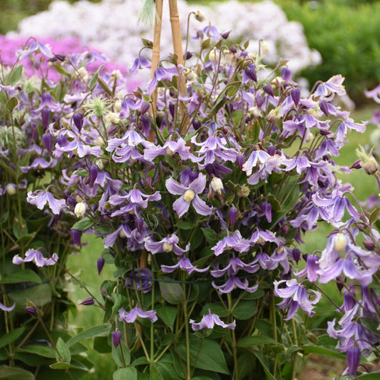 Stand By Me Lavender' Bush Clematis - Photo Courtesy of Proven Winners, Inc.