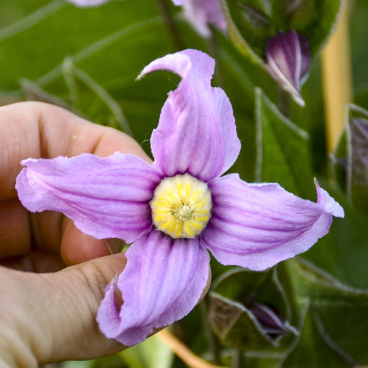 A hand holds a pink 'Stand By Me Pink' Bush Clematis bloom with five pointed petals and a yellow center, set against green leaves - Photo Courtesy of Proven Winners, Inc.