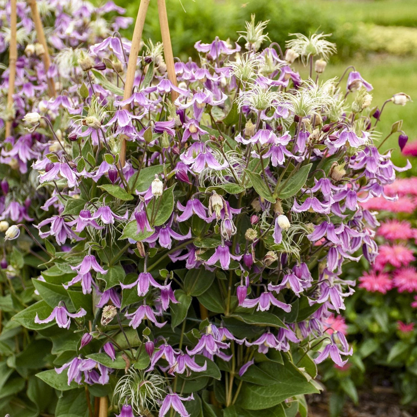 A lush cluster of 'Stand By Me Pink' Bush Clematis with light purple and pink bell-shaped blooms and green leaves grows on a trellis in a compact vine display, surrounded by other pink and green plants - Photo Courtesy of Proven Winners, Inc.