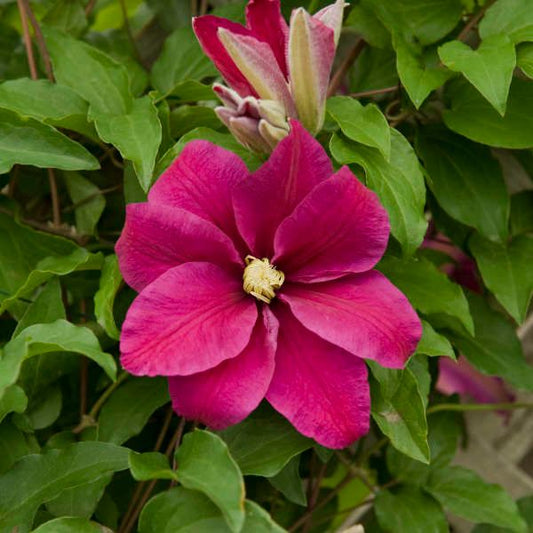 A striking magenta 'Sunset' Clematis bloom with large petals and a yellow center stands out among lush green, deer-resistant foliage, surrounded by several closed buds - Photo Courtesy of Walters Gardens, Inc.