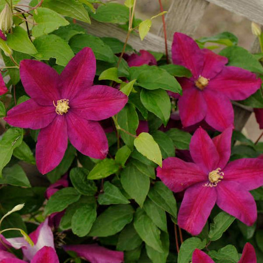 Close-up of 'Sunset' Clematis, a bright magenta variety with six-pointed petals and yellow centers, climbs green foliage on a light wooden trellis in the garden - Photo Courtesy of Walters Gardens, Inc.