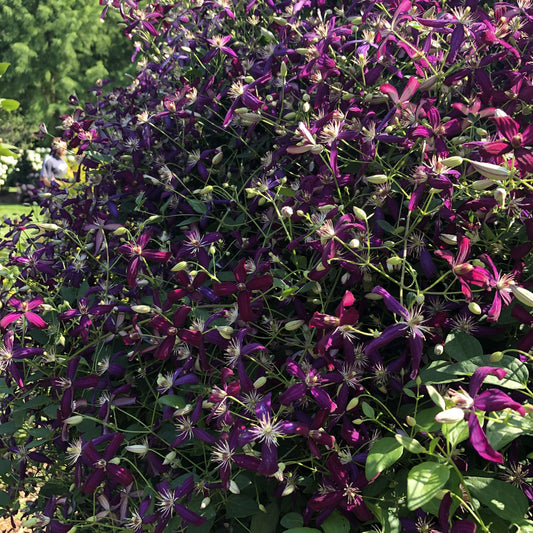 Sweet Summer Love' Sweet Autumn Clematis - Photo Property of Garden Crossings LLC