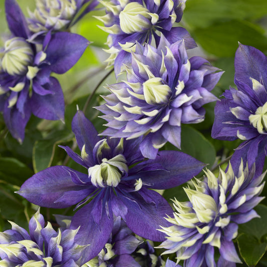 Taiga Clematis features purple and white spiky flowers with pointed petals and lush green leaves. The double blooms open in stages, adding dynamic texture - Photo Courtesy of Donahue's Clematis