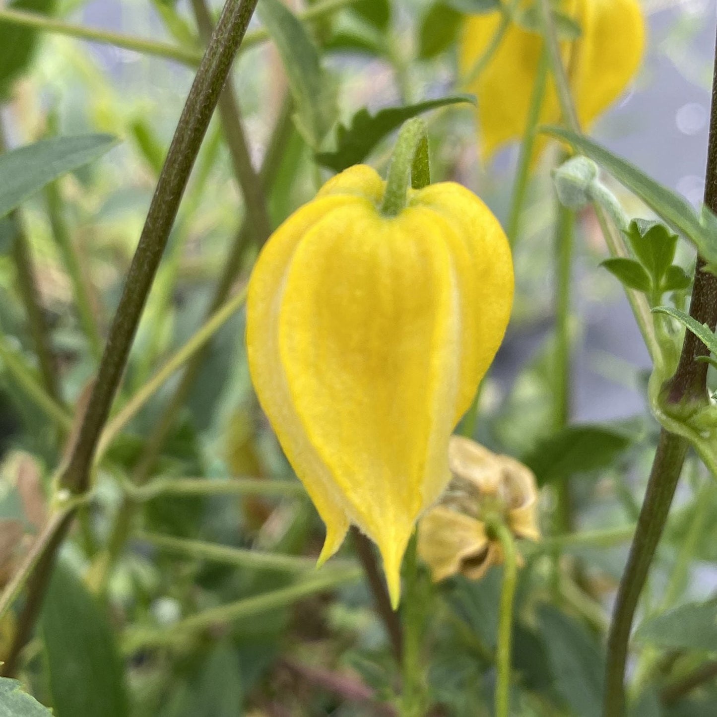 Close-up of a yellow, lantern-shaped Golden Clematis flower on a green stem, surrounded by green leaves and blurred foliage - Photo Property of Garden Crossings LLC.