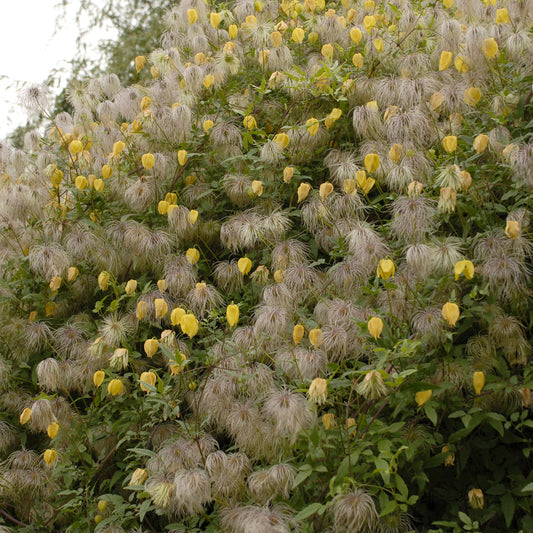 Golden Clematis features dense green foliage with yellow, lantern-shaped flower buds and fluffy white seed heads - Photo Courtesy of Walters Gardens, Inc.