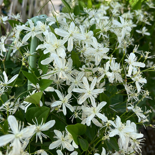 Sweet Autumn Clematis features clusters of fragrant, small star-shaped white flowers with lush green leaves. Sunlight highlights its delicate petals - Photo Property of Garden Crossings LLC.