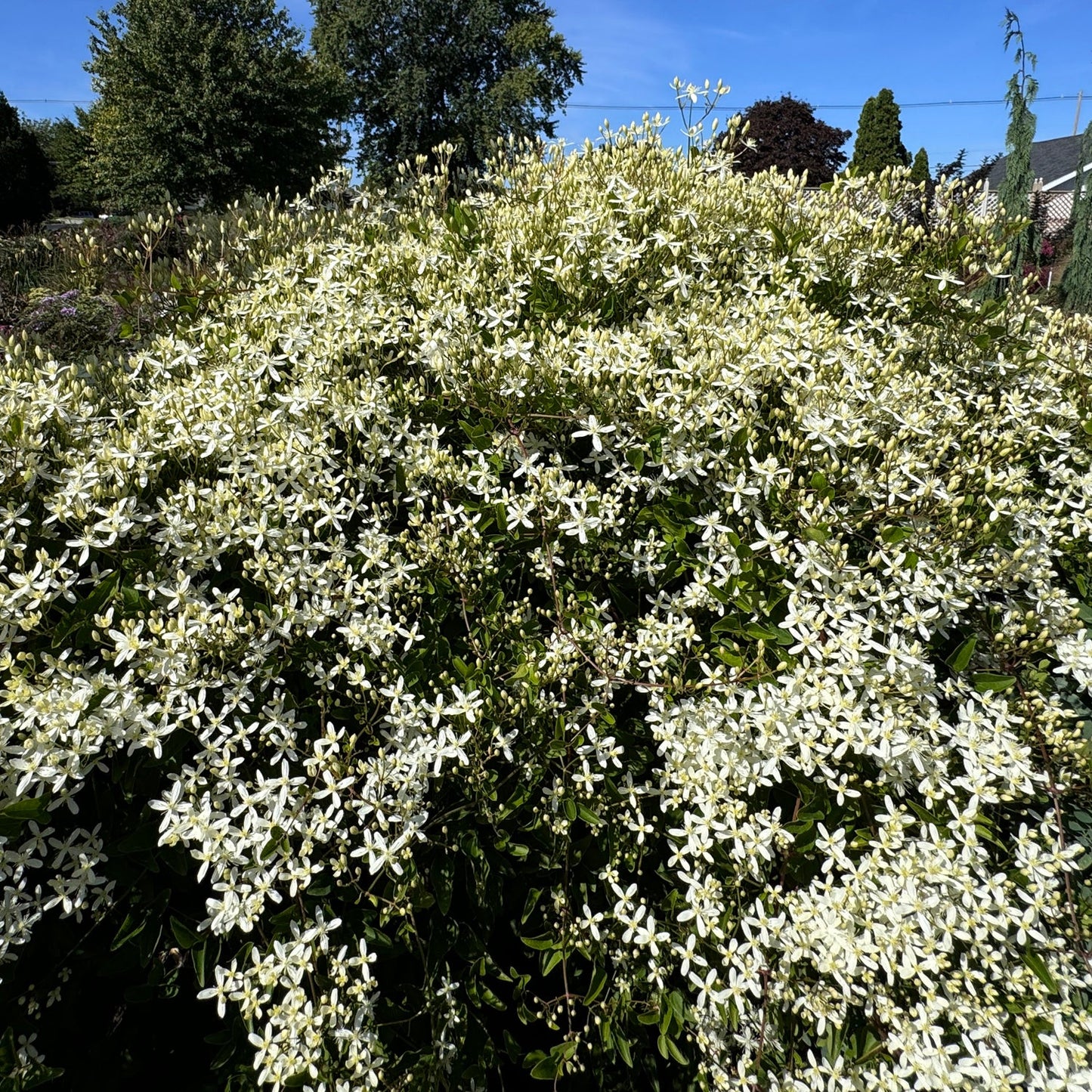 Sweet Autumn Clematis, a pollinator-friendly plant, displays masses of fragrant white blooms outdoors beneath a blue sky with trees and houses in the background - Photo Property of Garden Crossings LLC.