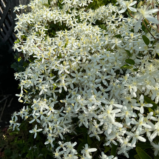 Sweet Autumn Clematis features fragrant white flower clusters and green leaves, thrives in sunlight near fences - Photo Property of Garden Crossings LLC.