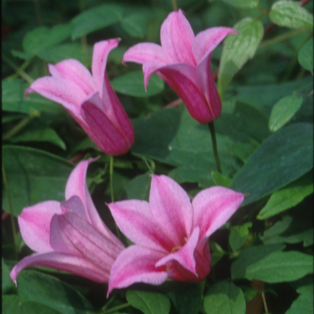 Four star-shaped, light pink 'Duchess of Albany' Clematis flowers with pointed petals and darker pink central stripes bloom among green leaves - Photo Courtesy of Donahue's Clematis