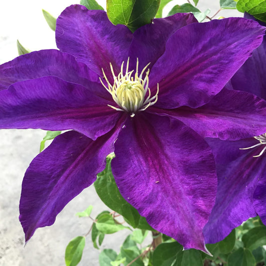 A close-up of the vibrant The Duchess of Cornwall™ Clematis, showing large purple petals and a spiky pale yellow center among green leaves - Photo Courtesy of Donahue's Clematis