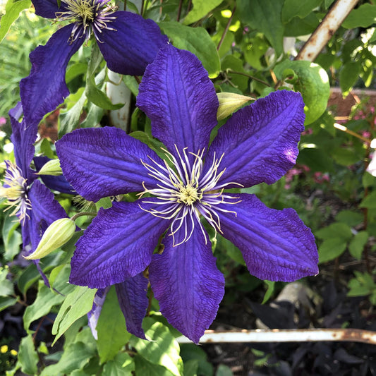 Close-up of 'The President' Clematis, a vibrant purple, deer-resistant pollinator plant with six large petals and white stamens, shown among green leaves and buds in a garden - Photo Property of Garden Crossings LLC.