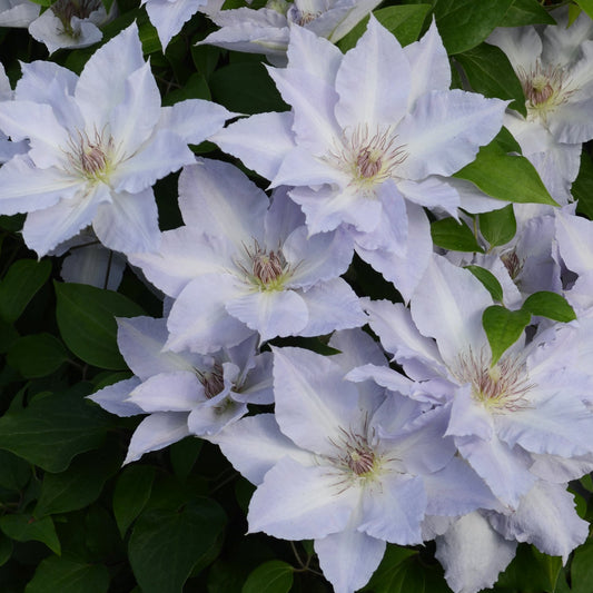 Tranquilite™ Clematis features clusters of pale lavender pointed blooms with purple stamens and lush green leaves - Photo Courtesy of Donahue's Clematis