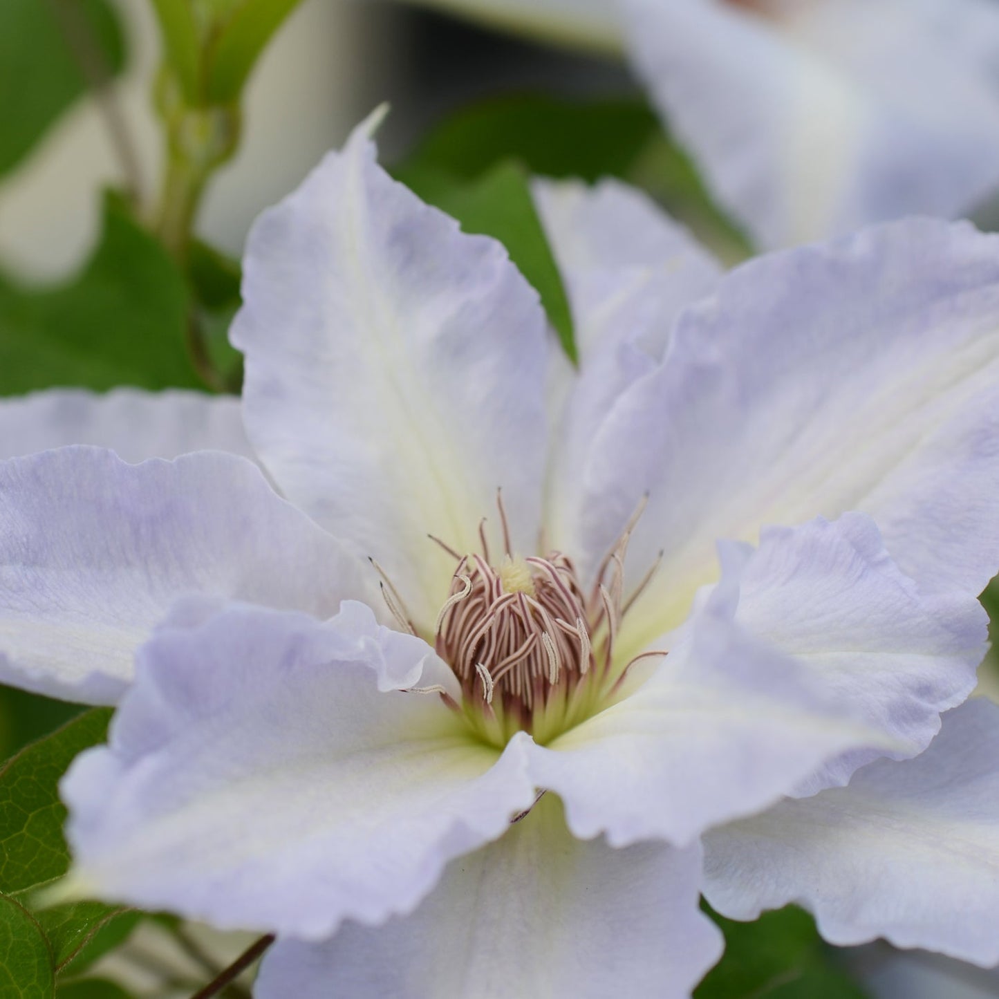 Close-up of pale lavender blooms on the compact Tranquilite™ Clematis, featuring ruffled petals and a cluster of pale pink and white filaments at the center, with green leaves in the background - Photo Courtesy of Donahue's Clematis