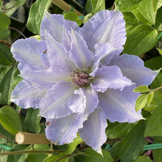 A close-up of Tranquilite™ Clematis in full bloom, featuring layered pale lavender flowers with purple-tipped stamens and green leaves - Photo Property of Garden Crossings LLC.