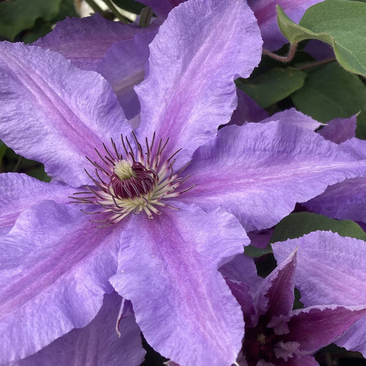 A close-up of the Boulevard® Tumaini™ Clematis, a vibrant, compact clematis ideal for patio containers, featuring pointed petals and a cluster of dark purple and white stamens at its center, framed by green leaves - Photo Courtesy of Donahue's Clematis
