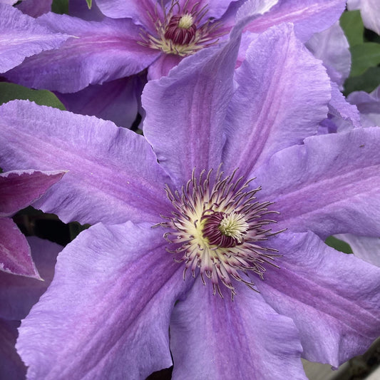 Close-up of blooming Boulevard® Tumaini™ Clematis with delicate purple petals and intricate centers, set amid green foliage - Photo Courtesy of Donahue's Clematis