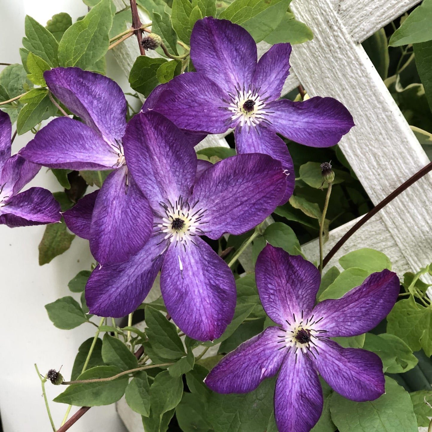 Four vibrant 'Viticella Venosa Violacea' Clematis blooms with pointed petals and white centers appear among green leaves beside a white wooden lattice - Photo Property of Garden Crossings LLC.